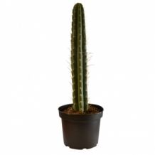 Peruvian Torch in pot - Trichocereus Peruvianus | 30cm +